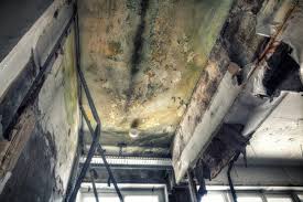 Why You Should Choose Our Mold Remediation Services in Como, WI